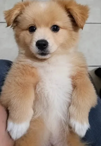 Mestiço Lulu Da Pomerania