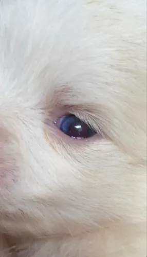 Filhotes de Spitz alemão de ótima linhagem