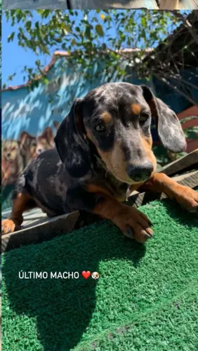 Basset tekel Alerquim mofadinho