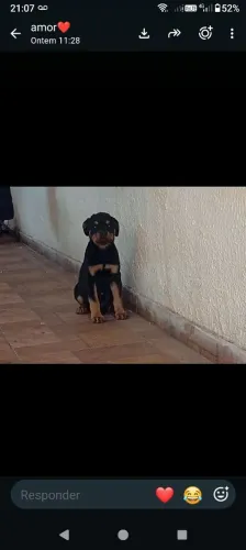 Rottweiler fêmea