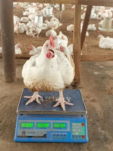Frangos vivo com 3kg R$35,00 cada 