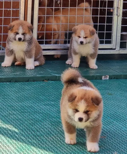 Akita Inu,Akita Inu Filhote Saudável Excelente Companhia