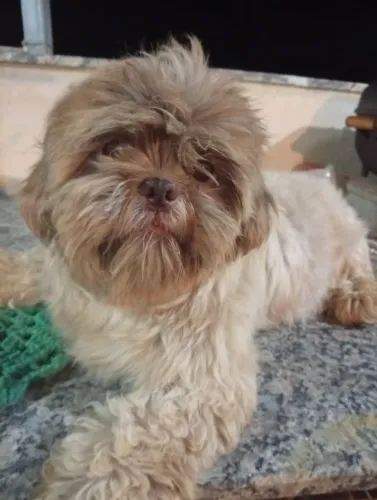 Shihtzu