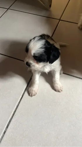 Vendo filhotes de shih tzu  