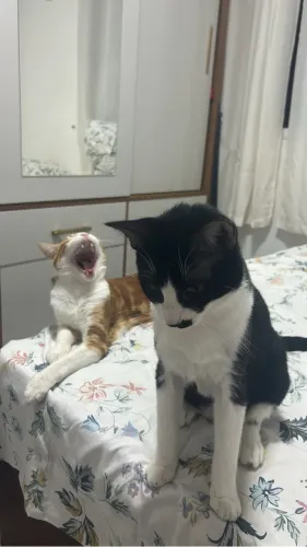 Doação de gato: Estou doando 2 gatos irmãos