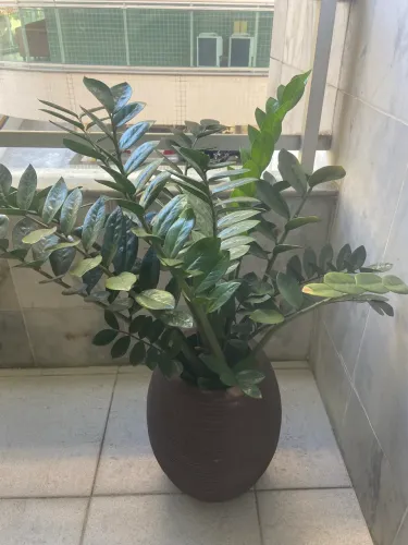 Conjunto Zamioculca plantada no vaso de polietileno 
