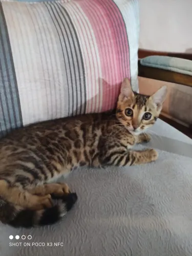 Lindos Bengal