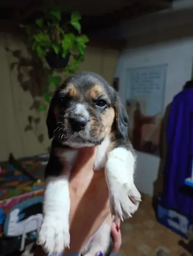 Impossível Não Se Apaixonar! Beagle Filhote Cheio de Charme