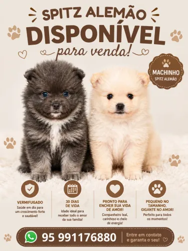 Spitz alemão 
