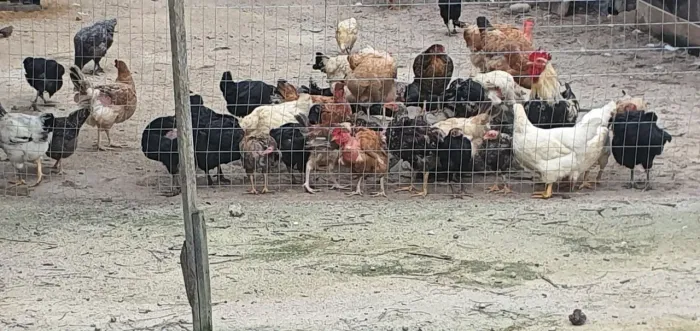 Pintinhos caipiras diversas raças