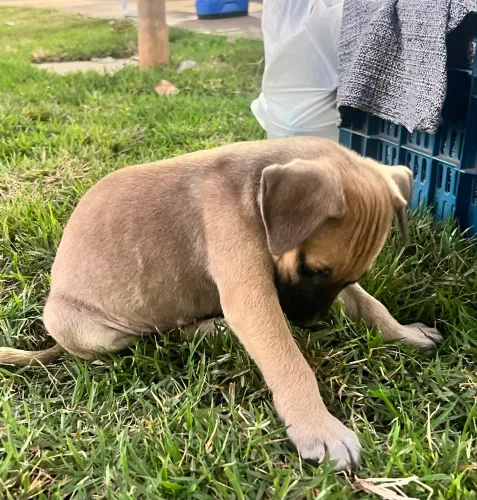 Doação cachorros