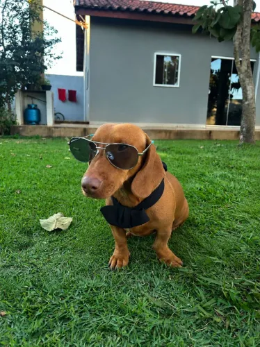 Procura-se Namorada Dachshund Puro