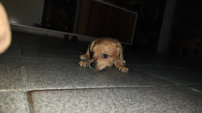 Pinscher