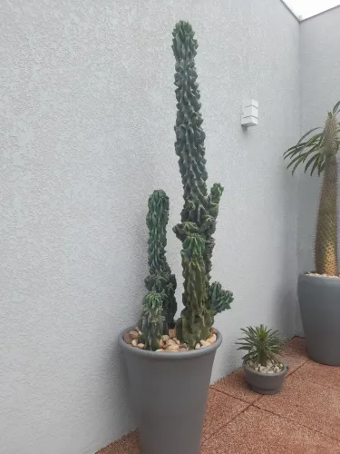 Cactos monstro