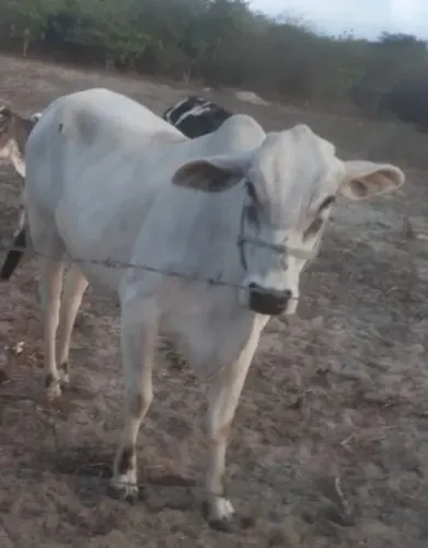 Vaca Nelore, de 4 anos