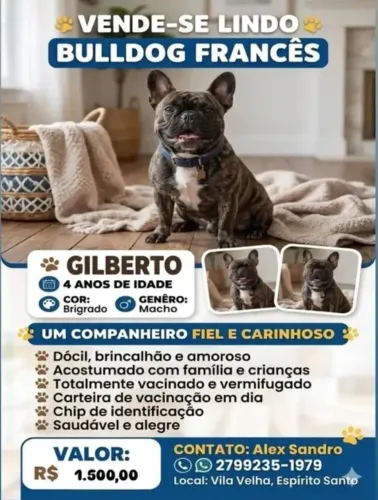 Cachorro Bulldog francês