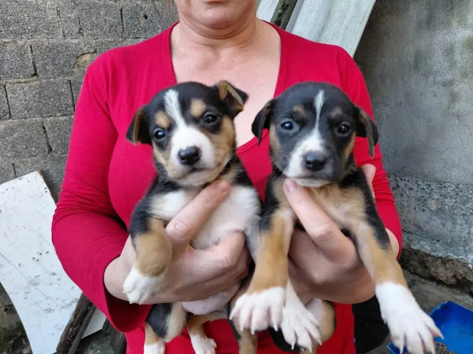 Filhotes FÊMEAS, cujo a mãe seja raça mista (rottweiler+pitbull).