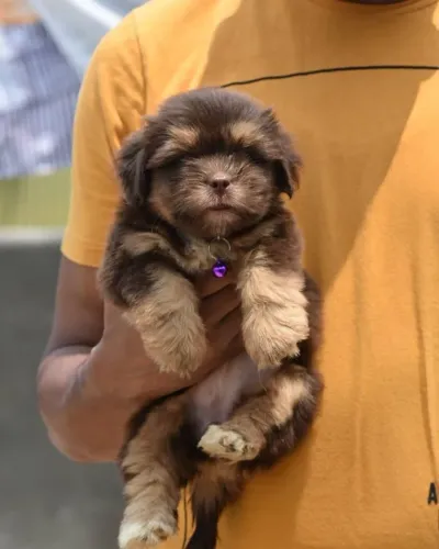 Lhasa Apso 