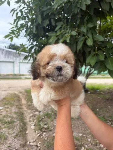 PROMOÇÃO Shih Tzu machinho à venda<br><br><br><br>