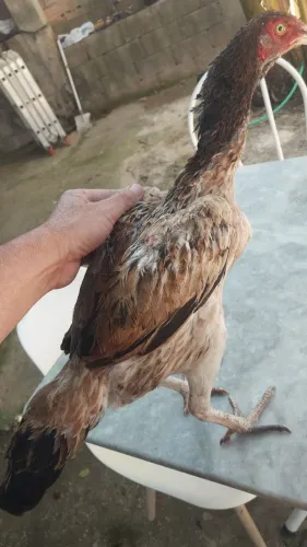Galo Mura