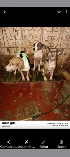 Vende-se três cachorro bom
