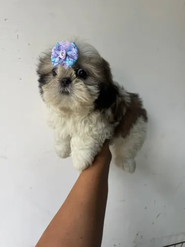 Shih Tzu opção de pequeno porte disponível