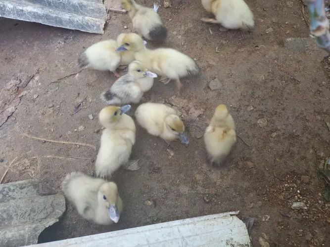 Patos a venda
