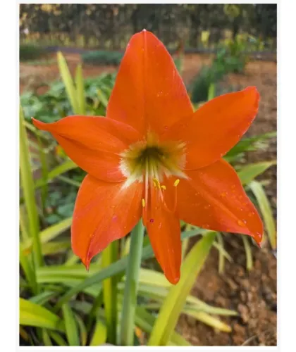 AMARILIS LARANJA VÁRIOS BULBOS