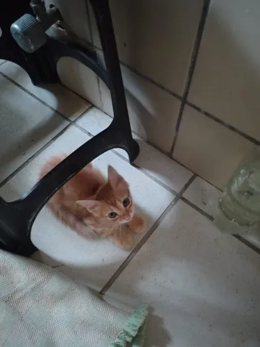 Gatinho para adoção
