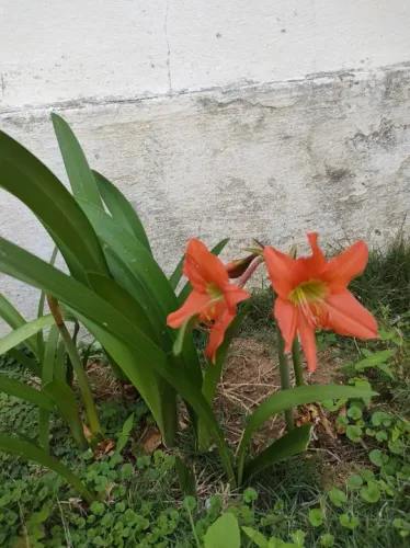 Muda de lírio Amarilys