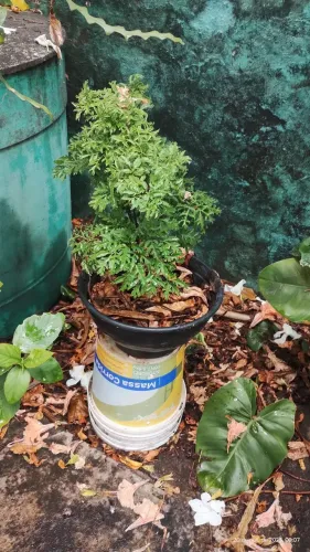 plantas ornamental para seu jardim, vários preços 
