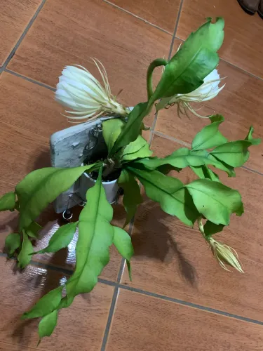 ORQUÍDEA EXUBERANTE 