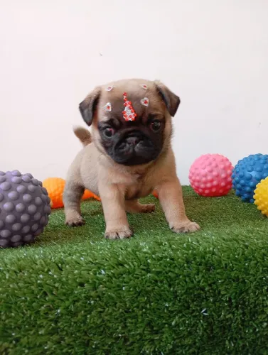 Pug fêmea disponível 