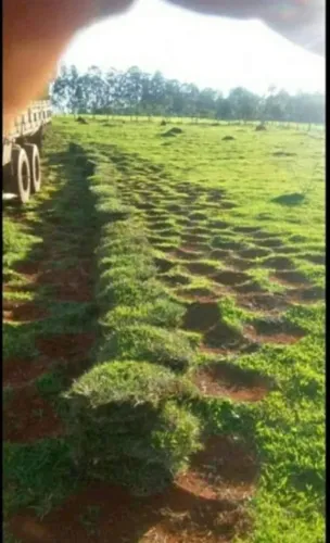 GRAMAS JA PLANTADAS EM SETE LAGOAS E REGIAO