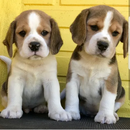 Beagle tricolor pronta entrega 