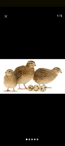 Ovos de codorna galado