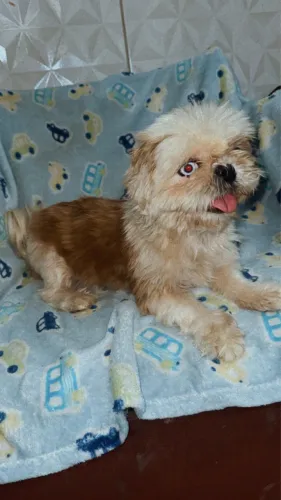 Shitzu mine fêmea 1 ano vendo 