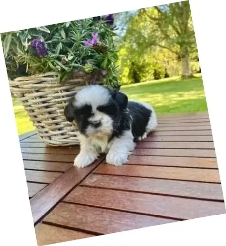 Lhasa Apso Branco Fêmea - Delicada e Cheia de Amor!