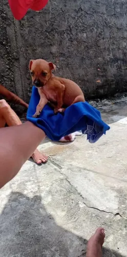 PINSCHER FÊMEA FACILITO ENTREGA DEIXA SEU WHATSAPP 