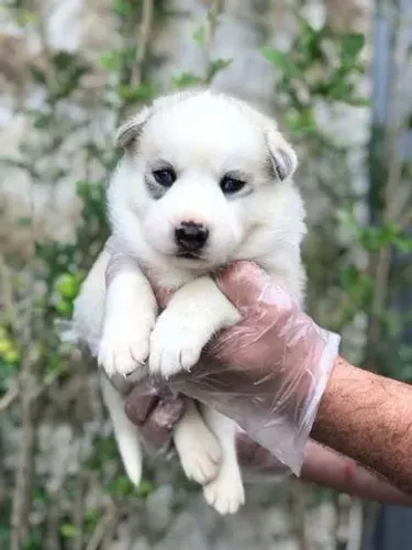 Husky Siberiano machinho com 49 dias vacinado e com pedigree garantias em contrato