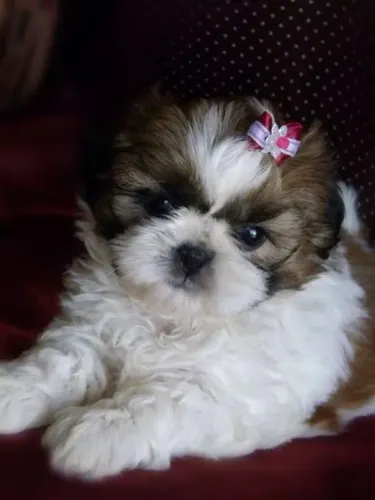 Shih Tzu disponível! 