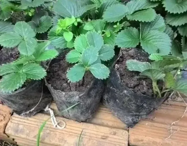 Muda de Morango - Retirar em Santa Cruz no RN 