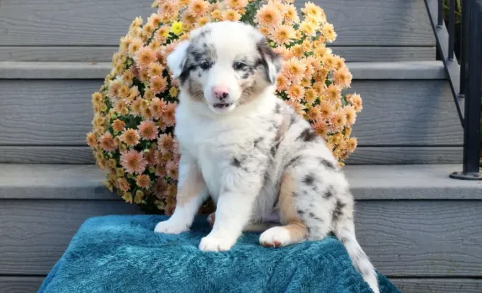 Border Collie inteligente e amoroso