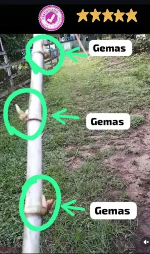 MUDAS ALTA QUALIDADE A VENDA EM ITAPORANGA OU ARACAJU