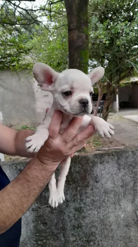 Buldogue Francês macho Branco