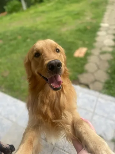 Golden Retriever Macho - 2 anos 