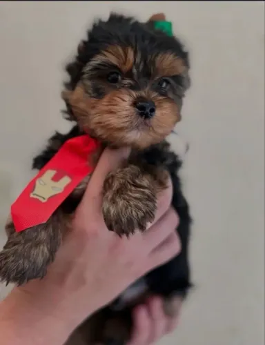 Filhote Yorkshire Terrier