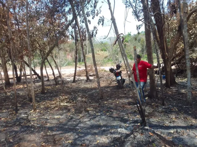 Limpeza de terreno