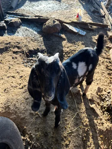 Cabrito anglo com mambrina