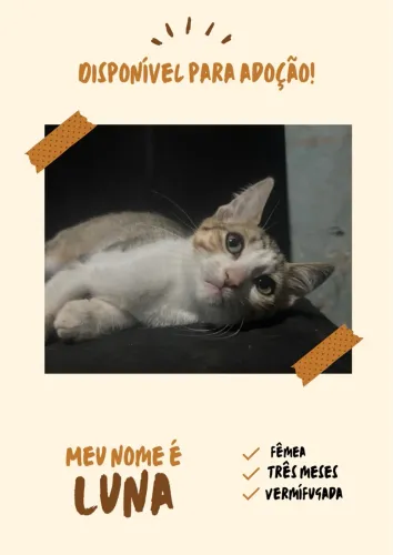 Doção gatinho filhote 